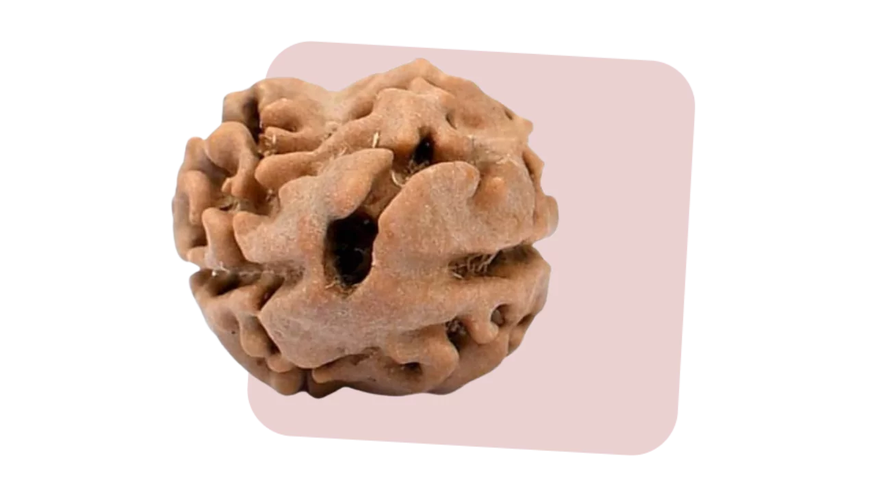 2 mukhi rudraksha symbolizes unity, balance and oneness